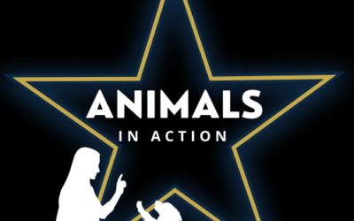 Animals In Action – Logo Design